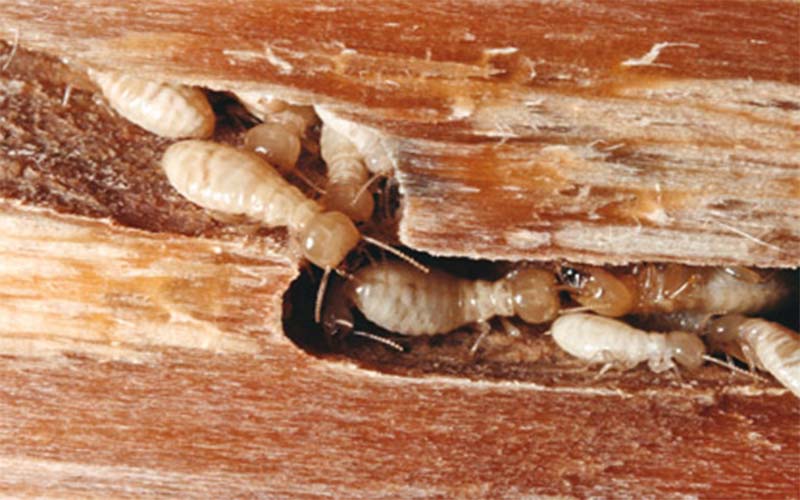 control de termitas